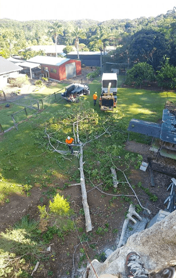 byron shire tree removal