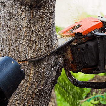 mullumbimby tree removal