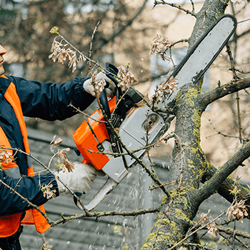murwillumbah tree services