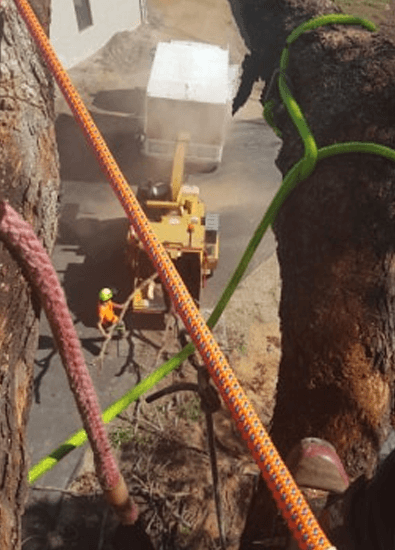 tweed coast tree removal