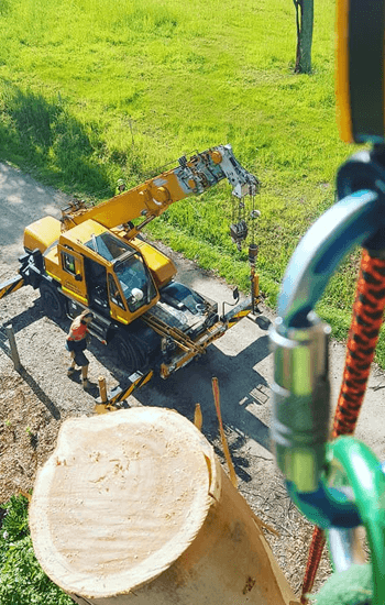 tweed shire tree removal