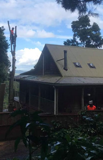tweed valley tree removal