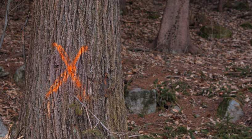 tree marked after arborist report