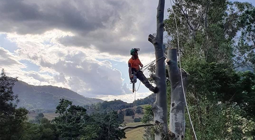 Tree Removal Carried Out in Byron Bay