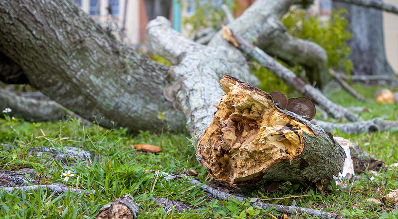 storm damaged tree in Byron Bay