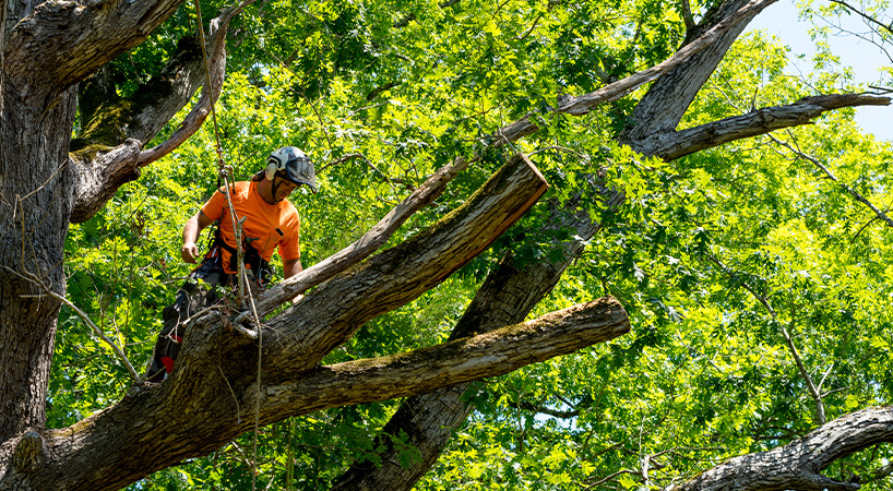 tree being pruned in Byron Bay